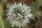PICTURES/Wildflowers - Desert in Bloom/t_Dandilion5.JPG